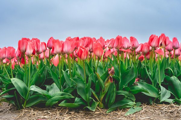 Domotique : créer une maison connectée moderne et confortable